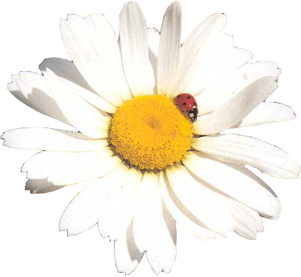 Welcome .... Bienvenue.... Willkommen.... Bienvenido...